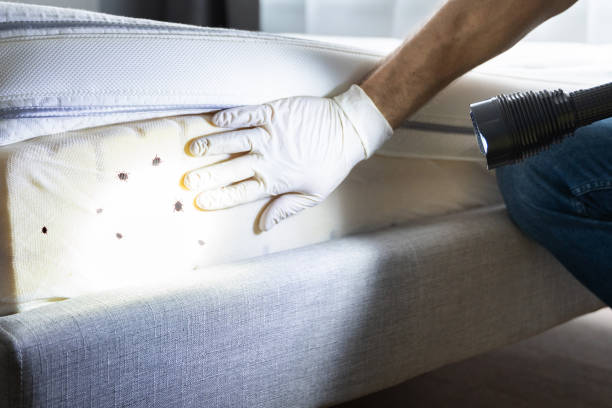 Best Spider Control Near Me  in Fairfax, OH