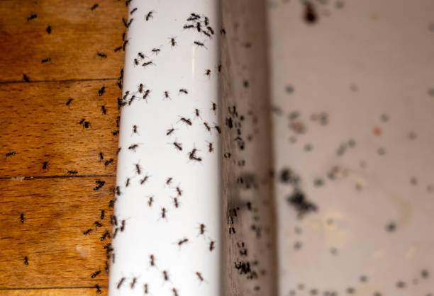 Best Exterminator Services  in Fairfax, OH