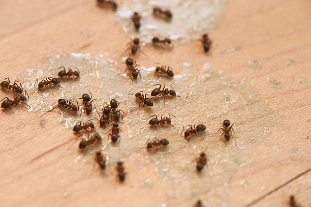 Best Termite Control Services  in Fairfax, OH