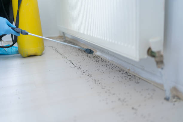 Best Flea Control Services  in Fairfax, OH